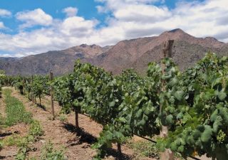 bodega en salta